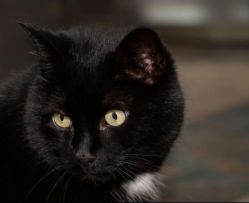 CATS Katzen | Mogli-(scheu)-spielt-Mr.-Mistoffelees © VBW