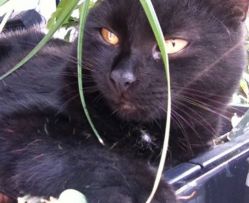 CATS Katzen | Prince-Salem-(schüchtern)-spielt-Mr.-Mistoffelees © VBW