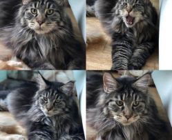 CATS Katzen | Einstein (immer, lustig, halbstark) spielt Rum Tum Tugger © VBW